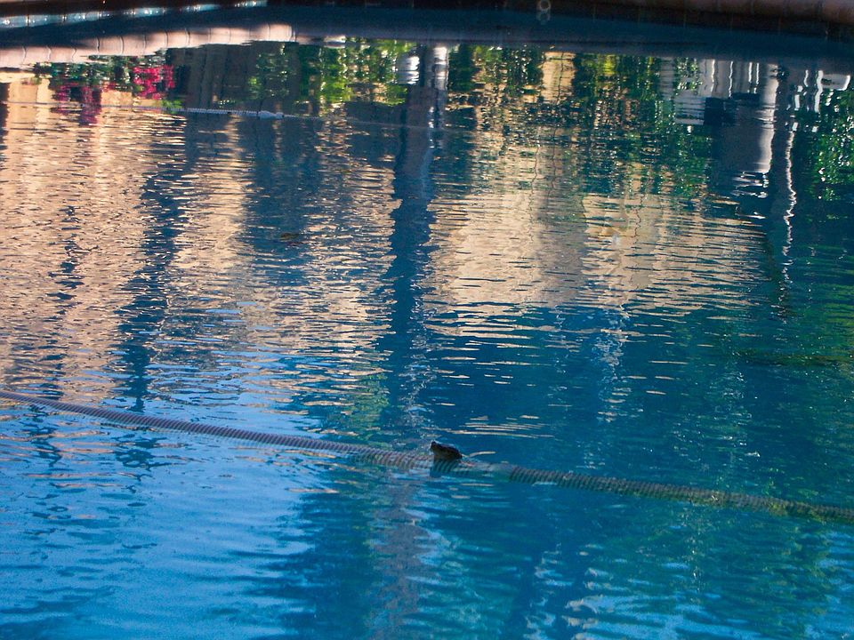EnJoy the frog days of summer in tranquil pool 