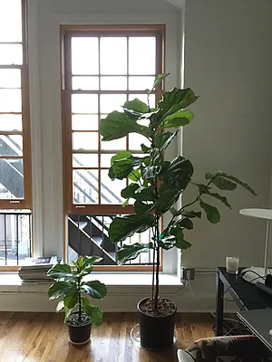 Rented by Dream Space Realty | media 21