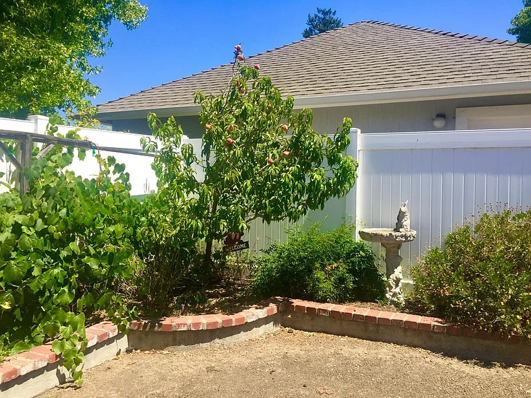 delicious Peach tree in backyard too