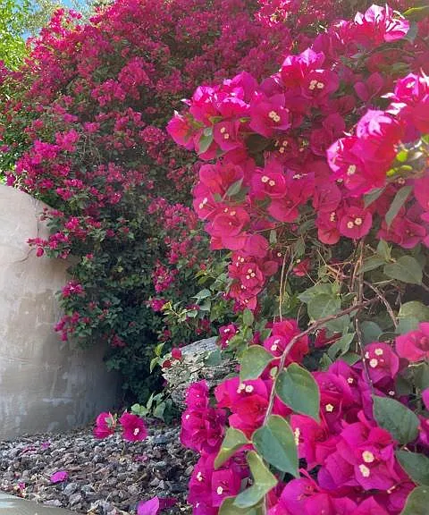 Beautiful low allergy bougainvillea