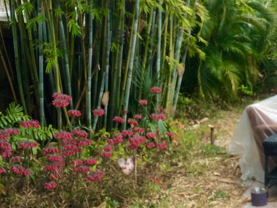 Lush Butterfly&Bird Crossing
