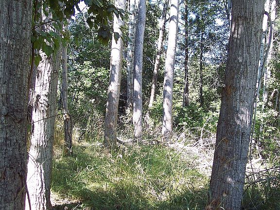 eastside Parker Creek