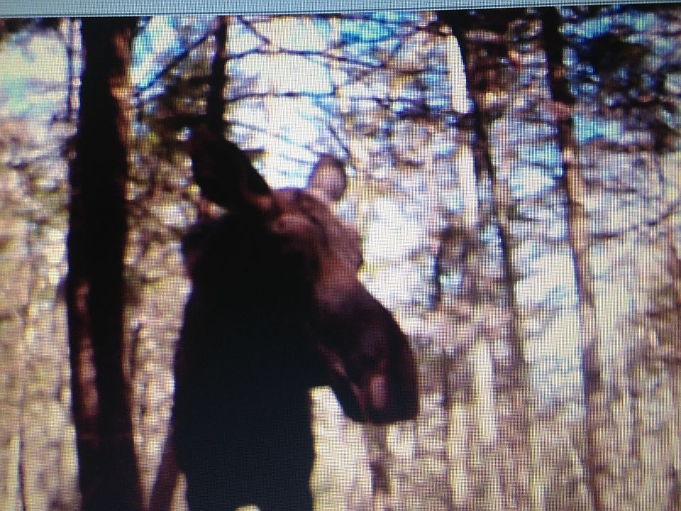 Moose on property 