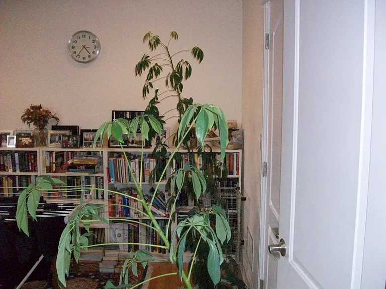 828 W Aldine Ave #3 — Photo 36