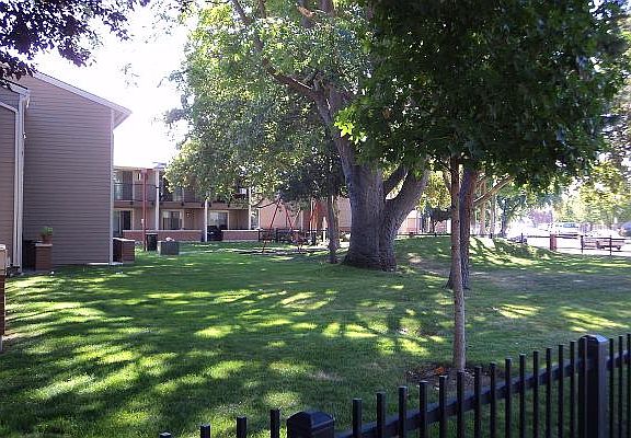 Lawn with Mature Trees