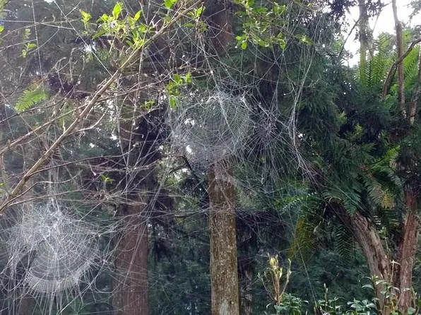 59 Pine Trl, Martin, GA 30557