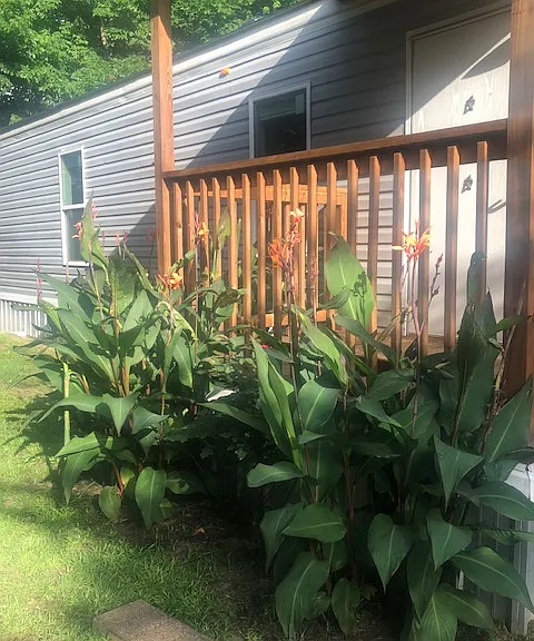 Cannas in bloom as well as the rose bush