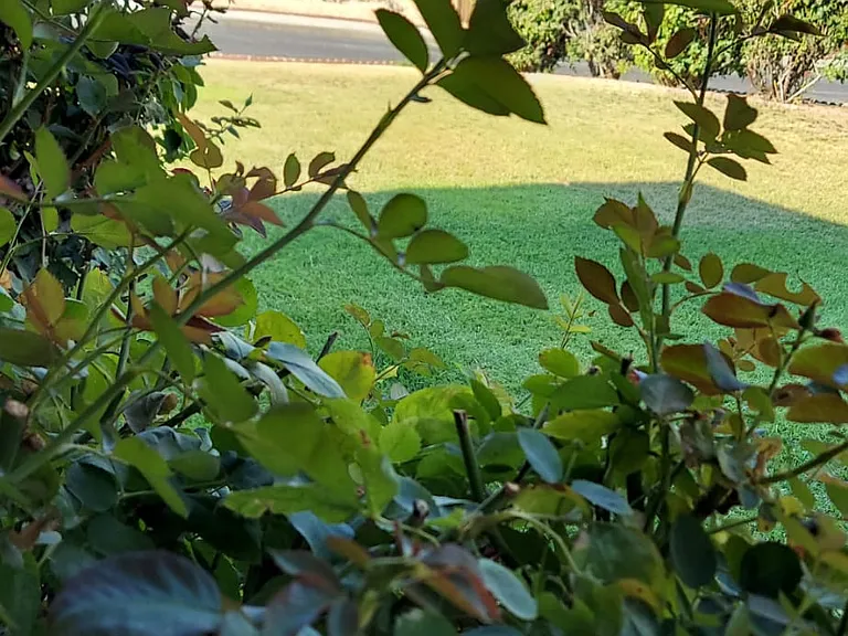 Big shared yard