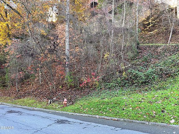 5th image of LOT-155R Black Bear Cub Way