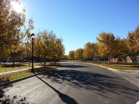 Tree Lined Streets