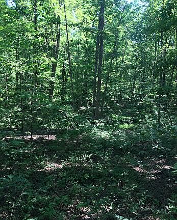 5th image of Tall Oaks Ln