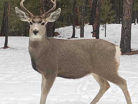 2nd image of 55 Two Pipe Trl