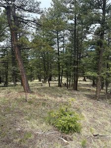 1120/1086 N Mountain Estates Road, Florissant, CO, 80816