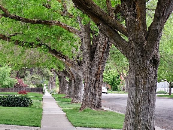Charming tree-lined street