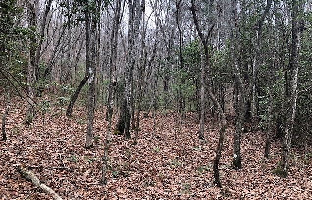 2nd image of Mitchell Branch Rd