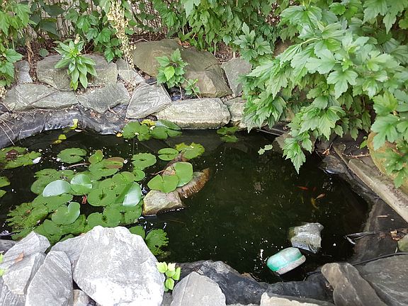 Small Rear Pond