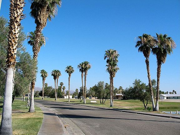 Palm Lined Avenues