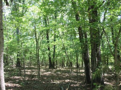 LOT 15 Mc 7075, Flippin, AR, 72634