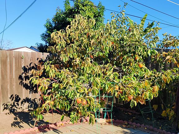 backyard persimmon tree