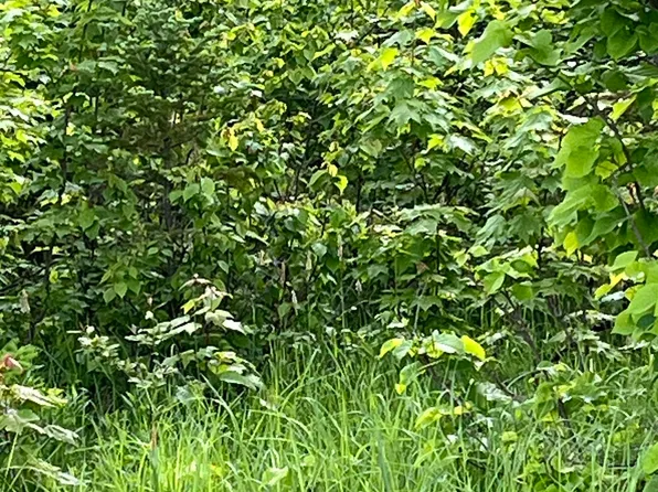 S Fair Oaks Rd, Ewen, MI 49925