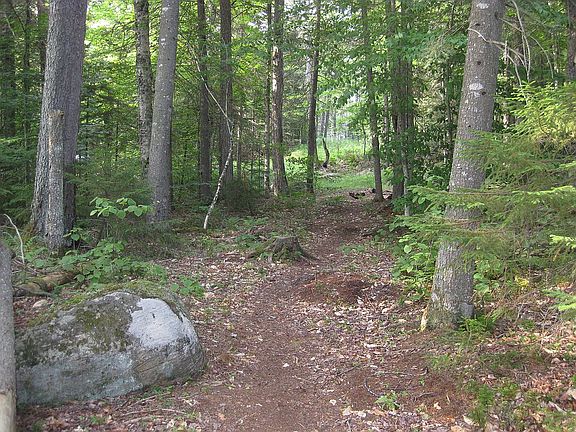 woodsy path to shore