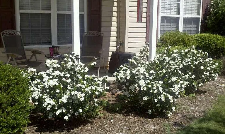 Gardenias in May fill the air with a lovely floral perfume from Mother Nature