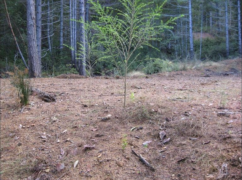 5455 Rancho Sequoia Dr, Alderpoint, CA 95511 MLS 263553 Zillow