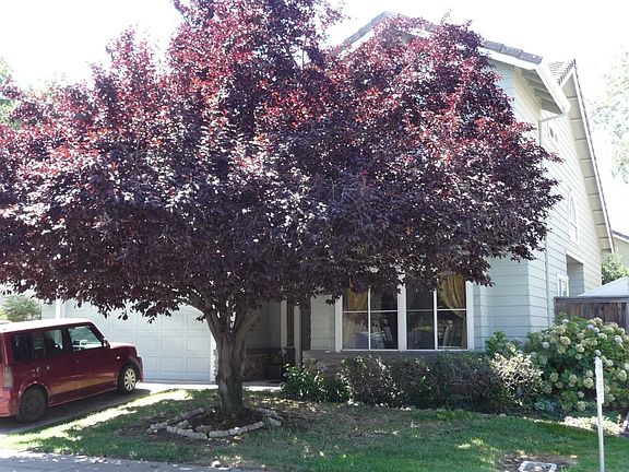 3rd image of 115 Sutcliffe Cir
