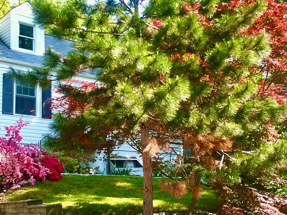 Spring time in the front of the house