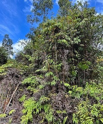 5th image of 11-3174 Plumeria St Lot 6600