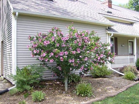 Lovely Trees