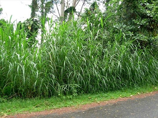 1st image of Pikake Dr Lot 9
