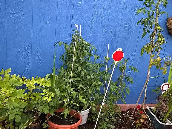 Driveway end plantings