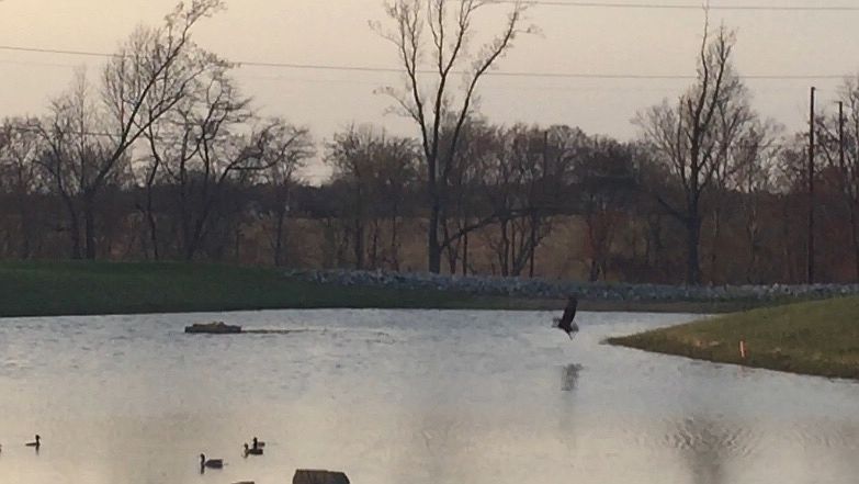 View of eagle fishing today