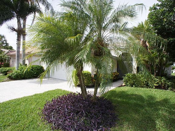 Tropical Landscape