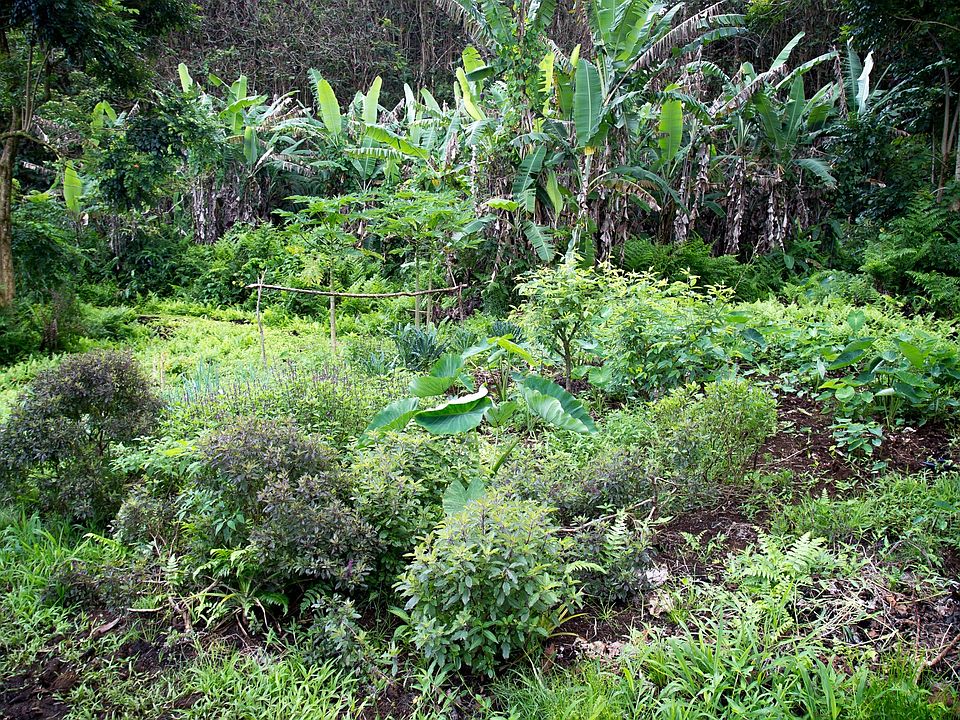 1st image of 27-457 Kaieie Homestead Rd
