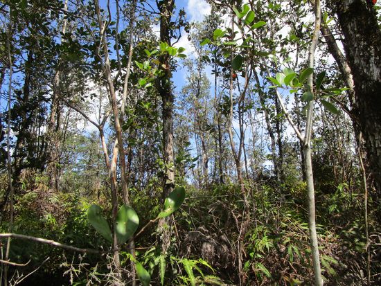 Road 11 Pulelehua Lot 6084, Kurtistown, HI 96760