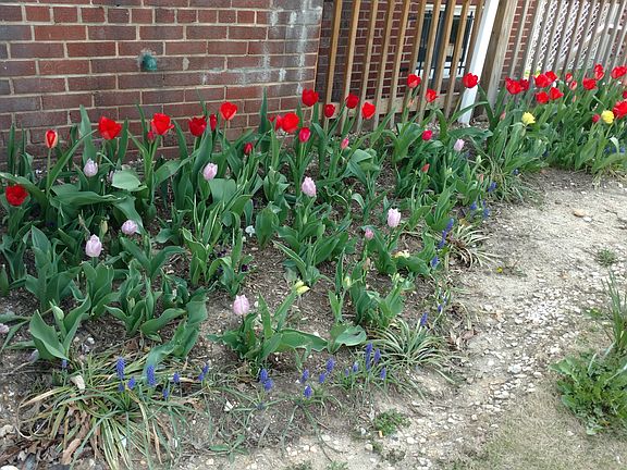 Tulips will pop up every spring. :)