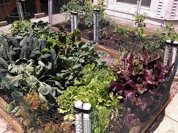 Garden Picture