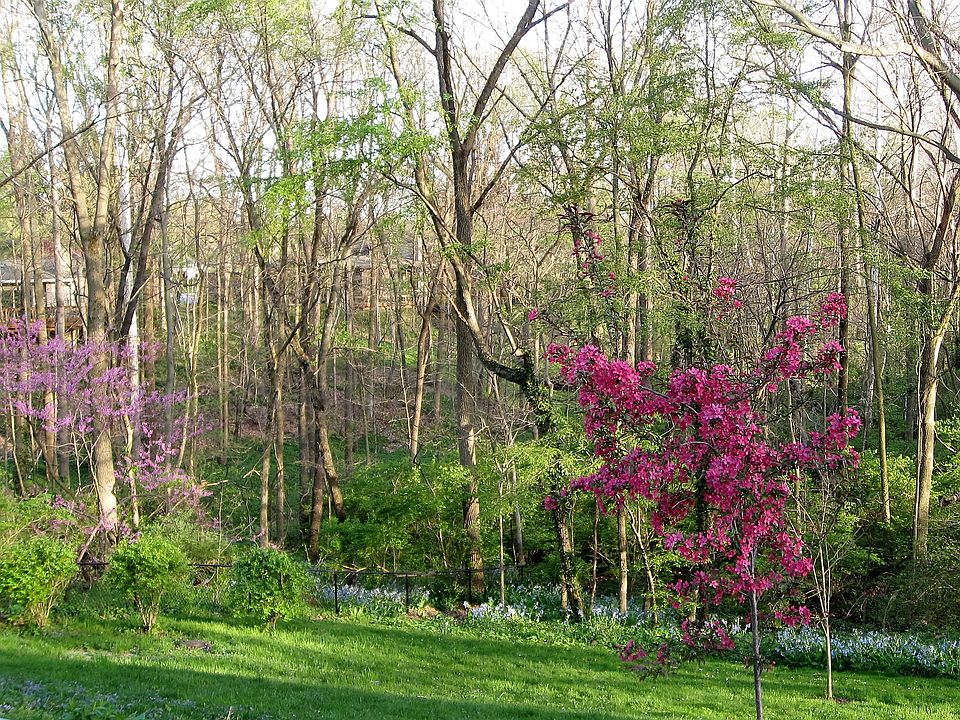 Back Yard-Spring