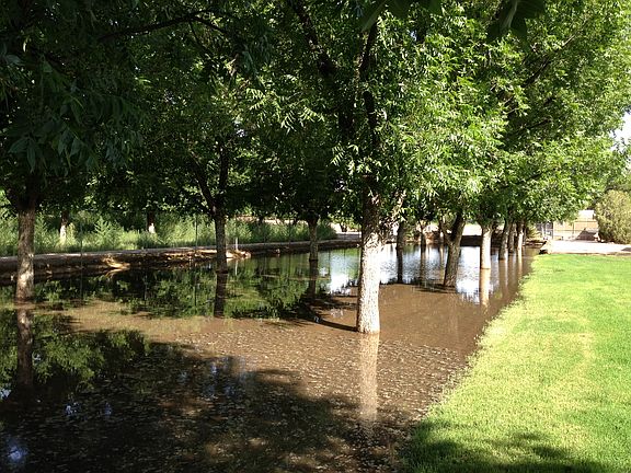 16 pecan trees domestic well
