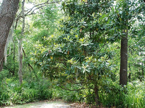 Backed up to greenbelt.