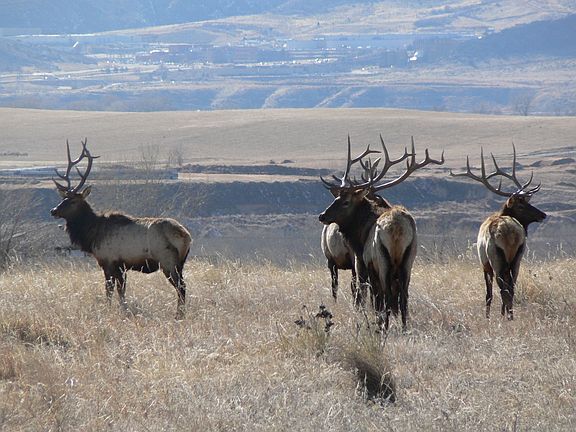 Elk herd in the back field