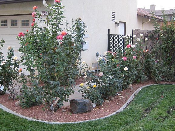 Rose Garden