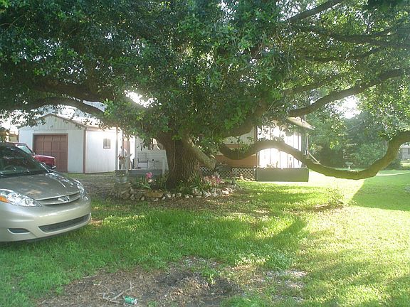 our oak tree