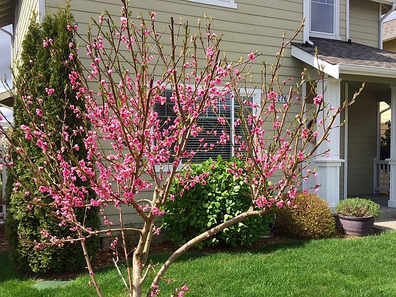 Spring peach blossoms