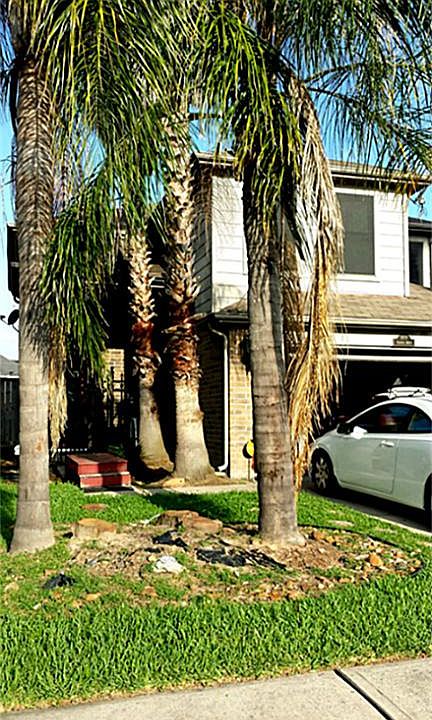 Welcome home, Palm trees along the entrance