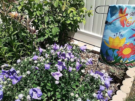 Back yard corner garden!