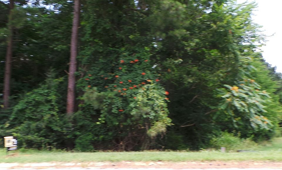 2nd image of LOT 6 Wild Cherry Ln Lot 6
