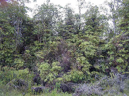 2nd image of 11-3521 Hibiscus St Lot 7422